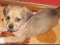 Bruti
