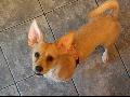 Bruti