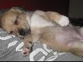 Bruti