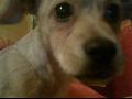 Bruti