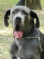 Lexy